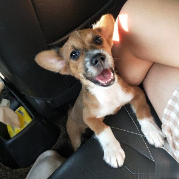 易宝配资 养宠难以为继？三步教你不负宠物忠诚！