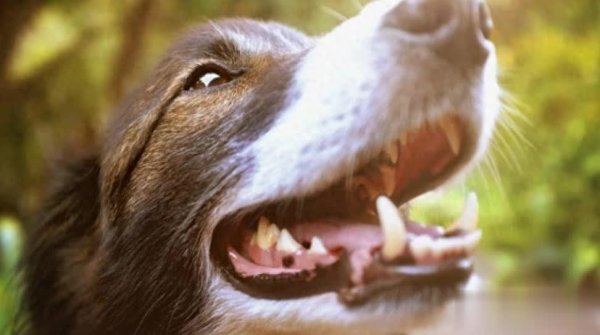 博大策略 狗狗刷牙别笑，它真比你还需要！